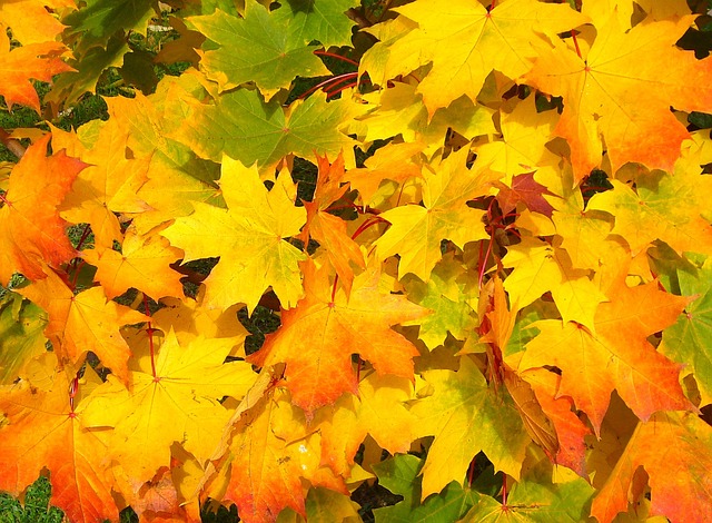 September-fall-leaves