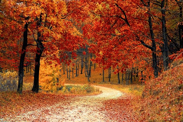Fall forest scene